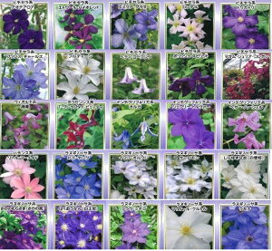 N}`X 4 c 1515i ~bNX Zbg 2N 3N    o lG炫 d炫 鐫 h N2Nc 3Nc ܂Ƃߔ P[X i ܂ZbgmHn