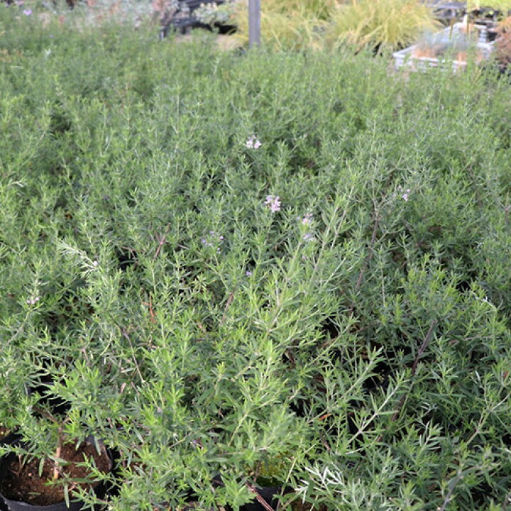 楽天市場 ウエストリンギア オーストラリアン ローズマリー 5号 15cmポット 5個セット無農薬栽培 オーストラリアプランツ オージープランツ 斑入り オシャレ 常緑小低木 常緑 生産者直送 外構 庭 玄関 エクステリア ガーデン セルフ ロックガーデン 植栽 ソラニワ