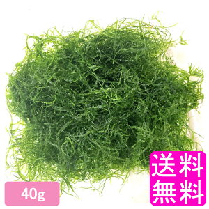 yzyʌz EB[Xsp. y40gz   EB[ X _J t Y B  _J ߂ Gr Vv ANAE