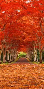 _X Ɩp ̌@H̓Xܑi/y[Xܑi] ^yXg[(h)gtglz h qEcEwNEwɊył炤CxgWq h/h XܗpEƖp̔iE