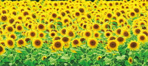 _X Ɩp ̌@Ă̓Xܑi/y[Xܑi] fBXvCV[g Ђ܂蔨z h qEcEwNEwɊył炤CxgWq h/h ƑEt@~[wɐl