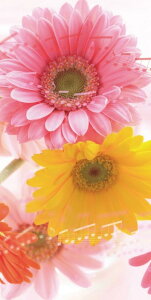 _X Ɩp ̌@t̓Xܑi/y[Xܑi]@^yXg[K[xfB(h)z hEoECxgEĨc[LbgȂǂ h/h XܗpEƖp