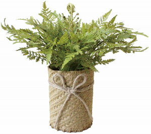 _ X Ɩp ̌@ʔN̓Xܑi / y[Xܑi] t@[|bgz h ƂwZAX̎NEݗEnEJXɂ߂̃mxeBELOi h