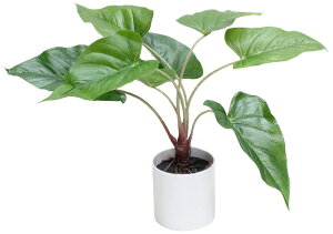 _X Ɩp ̌@ʔN̓Xܑi/y[Xܑi] 40cm AX[z h qEcEwNEwɊył炤CxgWq h/h XܗpEƖp̔iELOiE