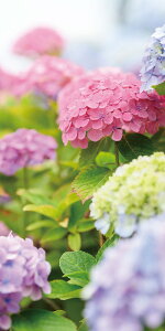 _ X Ɩp ̌@Ă̓Xܑi / y[Xܑi] ^yXg[(h)nChWAz hEoECxgEĨc[LbgȂǂ h