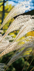 _ X Ɩp ̌@H̓Xܑi / y[Xܑi] ^yXg[(h)XXLz h ƑEt@~[wɐlC̏iW߂܂B h