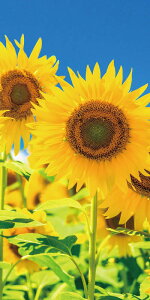 _ X Ɩp ̌@Ă̓Xܑi / y[Xܑi] ^yXg[(h)VЂ܂z h X܂{݂ł̊ȈՃCxgɖ𗧂AEՂZbgȂǂ h