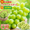 ＼楽天グルメ大賞受賞！予約開始！／ シャインマスカット 約1.2kg 2房 秀品 送料無料 長野・山梨産 大房 産地直送 皮ごと食べられる ブドウ 種なし ぶどう 最強翌日配送 | 高糖度 シャイン マスカット ブドウ 葡萄 甘い 贈り物 ギフト プレゼント 旬の味覚 フルーツ 常温発送