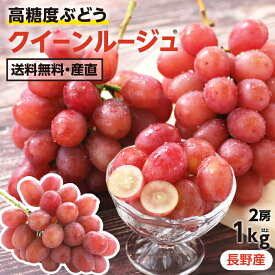 【送料無料】ぶどう クイーンルージュ 約1kg 2房 秀品 産地厳選 長野産 シャインマスカットを親に持つ高糖度ぶどう！ 産地直送 皮ごと食べられる 大人気ブドウ 種なし | 赤ぶどう ルージュ ブドウ 葡萄 甘い ギフト プレゼント 新品種 フルーツ 信州産