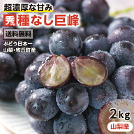 P3倍！＼即日出荷／【送料無料】ぶどう 巨峰 種なし 約2kg 3〜5房 秀品 山梨産 ブドウ 産地厳選 日本一の…