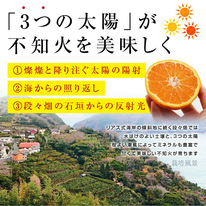楽天市場】【送料無料】愛媛県産 不知火 秀 5kg 自慢の樹上完熟品 L 