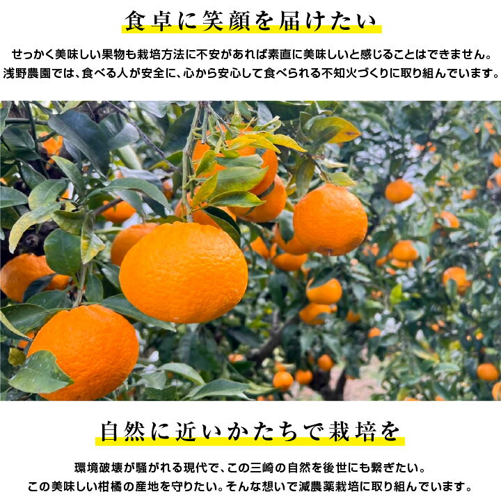 楽天市場】【送料無料】愛媛県産 不知火 秀 5kg 自慢の樹上完熟品 L 