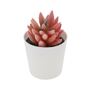 CAPASTEC tFCNO[ CeAO[ A bsv  ~j A fR[V  킢  fXN oX[ Lb` Type 5