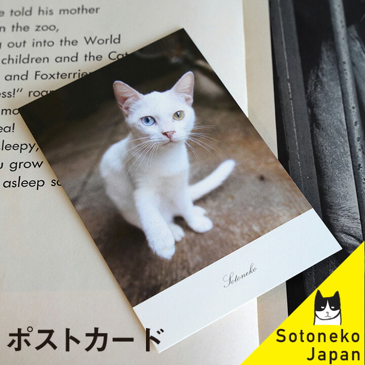楽天市場 ネコ ポストカード オッドアイ 白猫 猫グッズ 雑貨 プレゼント 男性 ねこ好き ポスカ 紙 インテリア カード 写真 日本製 可愛い かわいい おしゃれ オシャレ シンプル メンズ レディース 大人 デザイン ネコ柄 猫 ネコ ねこ 文房具 1500円で送料無料