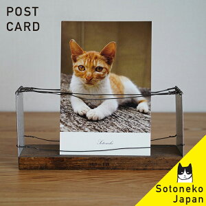 猫 ポストカード 茶顔猫 猫グッズ 猫雑貨 猫柄 文房具 ねこポストカード ネコ紙もの 猫小物 茶トラ猫 写真 インテリアポストカード 【プレゼント 日本製】オシャレ かわいい シンプル オリ