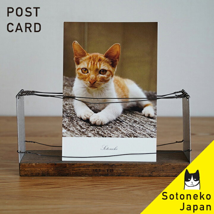 楽天市場 猫 ポストカード 茶顔猫 猫グッズ 猫雑貨 猫柄 文房具 ねこポストカード ネコ紙もの 猫小物 茶トラ猫 写真 インテリアポストカード プレゼント 日本製 オシャレ かわいい シンプル オリジナル デザイン1500円で送料無料 Sotoneko Japan