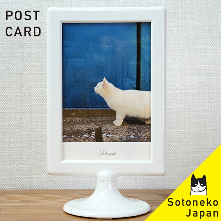 楽天市場 ネコ ポストカード 青壁 白猫 猫グッズ 雑貨 プレゼント 男性 ねこ好き ポスカ 紙 インテリア カード 写真 日本製 可愛い かわいい おしゃれ オシャレ シンプル メンズ レディース 大人 デザイン シロ猫 ネコ柄 猫 ネコ ねこ 文房具 1500円で送料無料