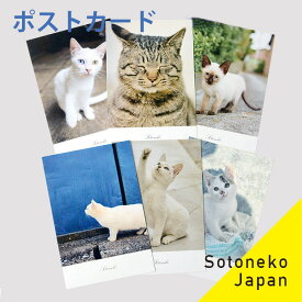楽天市場 ポストカード 猫 写真の通販