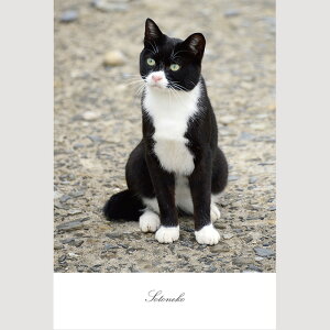 L |XgJ[h@LObY ˂@J[h lR@ L Lʐ^ CeA@|XJ@ t@Cy[p[ IV 킢 Vv IWi fUCyv[g Mtg {