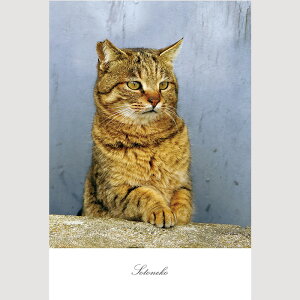 L |XgJ[h@LObY ˂@J[h lR@ L Lʐ^ CeA@|XJ@ t@Cy[p[ IV 킢 Vv IWi fUCyv[g Mtg {