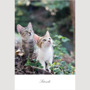 L |XgJ[h@LObY ˂@J[h lR@ L Lʐ^ CeA@|XJ@ t@Cy[p[ IV 킢 Vv IWi fUCyv[g Mtg {