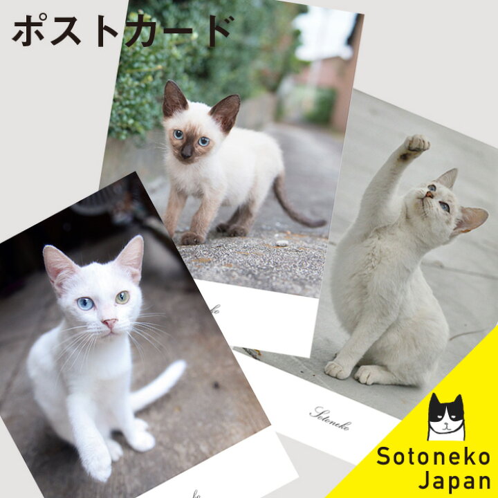 楽天市場 猫 ポストカード 白猫 シャム猫 猫グッズ ねこポストカード ネコ紙もの 猫小物 猫写真 インテリアポストカード オシャレ かわいい シンプル オリジナル デザイン プレゼント ギフト 日本製 猫雑貨 猫柄 ネコ ねこ 文房具 1 500円で送料無料 Sotoneko Japan 楽天市場 猫 ポストカード 白猫 シャム猫 猫グッズ ねこポストカード ネコ紙もの 猫小物 猫写真 インテリアポストカード オシャレ かわいい シンプル オリジナル デザイン プレゼント ギフト 日本製 猫雑貨 猫柄 ネコ ねこ 文房具 1 500円で送料無料 Sotoneko Japan