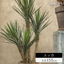 楽天市場】ユッカ 150cmの通販