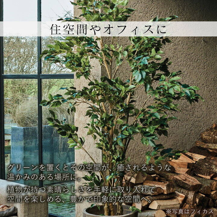 観葉植物 大 ゴムの木 カポック 業務 店舗