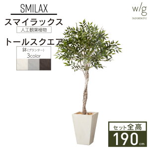 観葉植物 大型の人気商品 通販 価格比較 価格 Com 観葉植物 大型の人気商品 通販 価格比較 価格 Com