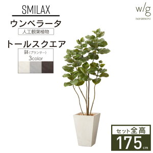 yGg[Ń|Cg5{zCeAO[×v^[Zbg ^uEx[^×Tall Square w/gv175cm tBJX S̖ lHϗtA tFCNO[  A  I