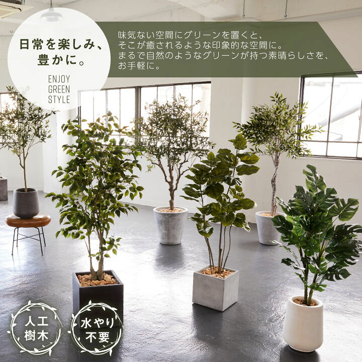 楽天市場】インテリアグリーン×プランターセット 大型「ウンベラータ 