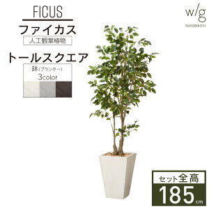 yGg[Ń|Cg5{zCeAO[×v^[Zbg ^ut@CJX×Tall Square w/gv185cm tBJX xW~ S̖ lHϗtA tFCNO[  