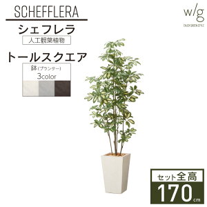 CeAO[×v^[Zbg ^ uVFt×Tall Square w/gv 170cm lHϗtA tFCNO[  A  ItBX