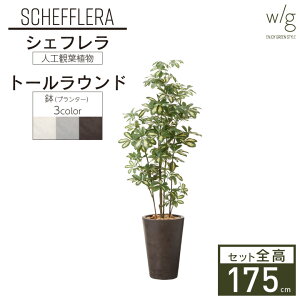 CeAO[×v^[Zbg ^ uVFt×Tall Round w/gv 175cm lHϗtA tFCNO[  A  ItBX