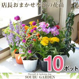 《あす楽》 花苗 店長おまかせ ポット苗 10ポットセット 春 夏 秋 冬 花の苗 園芸 プランター ベランダ ガーデニング 即日発送 苗 花 敬老の日 花壇 寄せ植え 贈り物 プレゼント 多年草 宿根草 母の日 ギフト 2023 早割 夏の花 送料無料