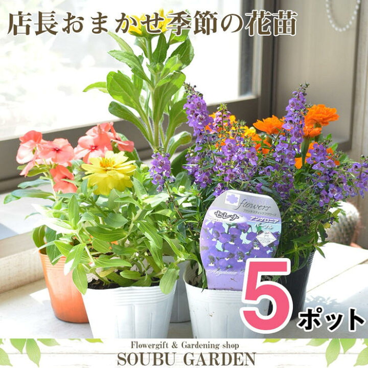 楽天市場 花苗 店長おまかせ ポット苗 5ポットセット 春 夏 秋 冬 即日発送 花 敬老の日 花壇 寄せ植え 贈り物 プレゼント 園芸 プランター ベランダ ガーデニング 多年草 宿根草 相武ガーデン