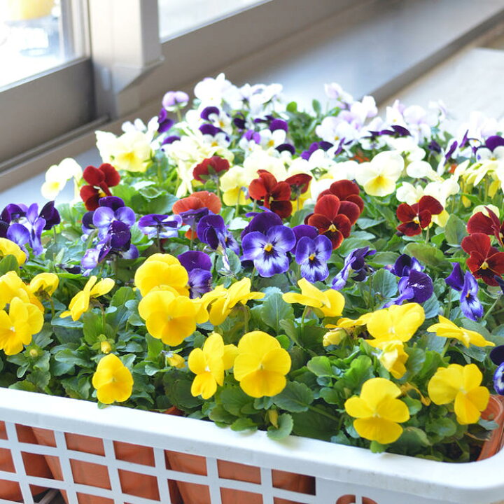 楽天市場 花苗 ビオラ 12ポットセット 花苗 冬 寄せ植え 花壇 プランター 園芸 ガーデニング 相武ガーデン
