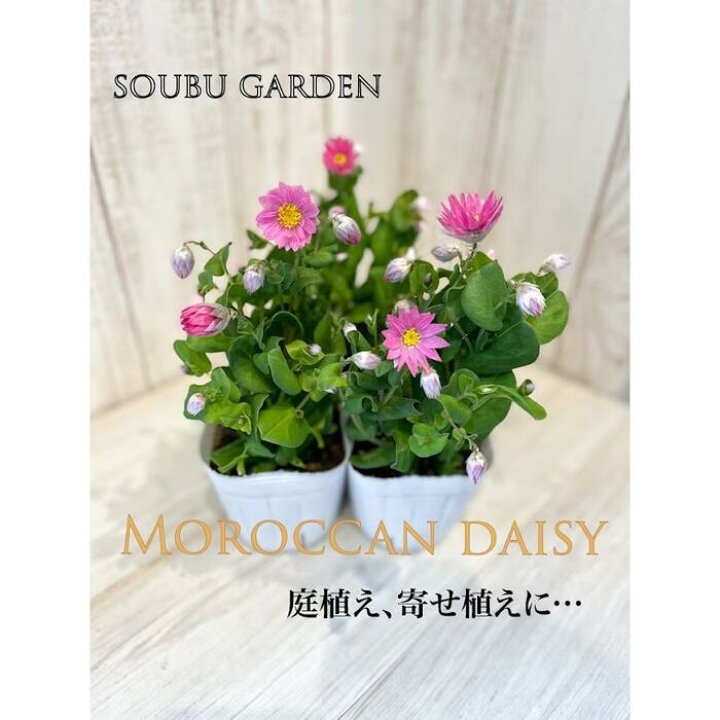 楽天市場 花苗 ローダンセ 3ポットセット 3 5寸ポット 苗 春 ガーデニング 園芸 花の苗 寄せ植え 庭植え 相武ガーデン