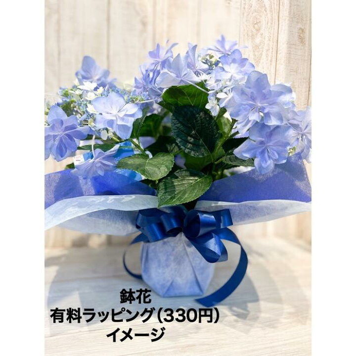 楽天市場 鉢花 ブルー系 Or ピンク系 アジサイ ハイドラ カラーが選べる 5寸プラスチック鉢 ラッピング付 プレゼント 贈り物 ギフト 花 フラワーギフト 紫陽花 あじさい 母の日 相武ガーデン