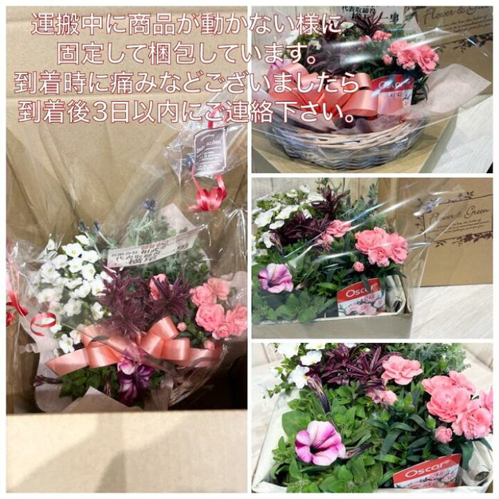 楽天市場 花苗 店長おまかせ ポット苗 10ポットセット 春 夏 秋 冬 花の苗 園芸 プランター ベランダ ガーデニング 即日発送 苗 花 敬老の日 花壇 寄せ植え 贈り物 プレゼント 多年草 宿根草 母の日 ギフト 22 福袋 夏の花 あす楽 14時まで対応 相武ガーデン