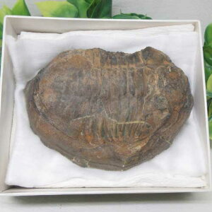 �y���΁z�O�t������ā��{���r�A���R�`���o���o���I���h�r�X�I���z�G�J�X�s�X���������N�す4��8000���N�O��