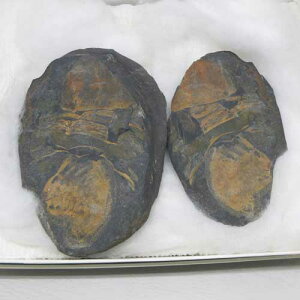 �y���΁z�O�t������ā��{���r�A���R�`���o���o���I���h�r�X�I���z�G�J�X�s�X���������N�す4��8000���N�O��