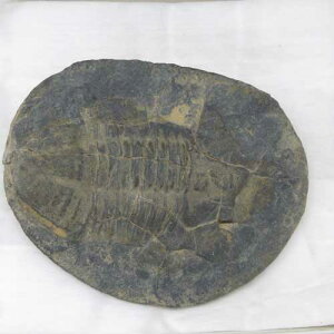 �y���΁z�O�t������ā��{���r�A���R�`���o���o���I���h�r�X�I���z�G�J�X�s�X���������N�す4��8000���N�O��