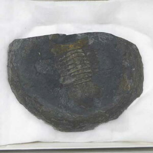 �y���΁z�O�t������ā��{���r�A���R�`���o���o���I���h�r�X�I���z�G�J�X�s�X���������N�す4��8000���N�O��