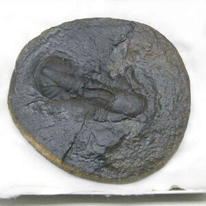 �y���΁z�O�t������ā��{���r�A���R�`���o���o���I���h�r�X�I���z�G�J�X�s�X���������N�す4��8000���N�O��