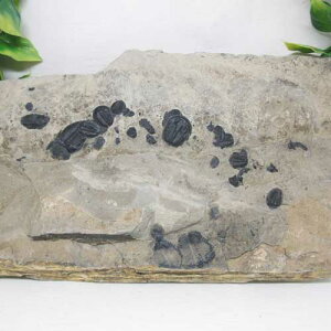 y΁zOtUSAJuAIv[g2.1L