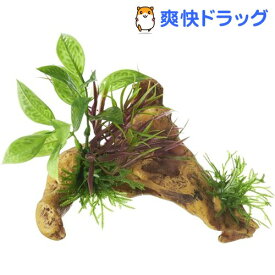 楽天市場 水草付き 流木の通販