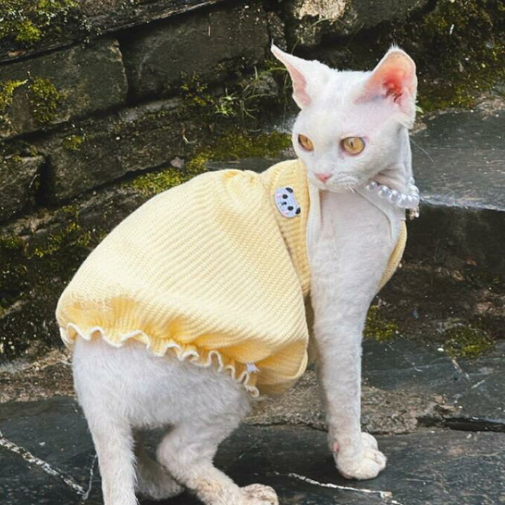 ポイント5倍！期間限定！】春夏新作 小型犬服☆超可愛いペット服☆犬 