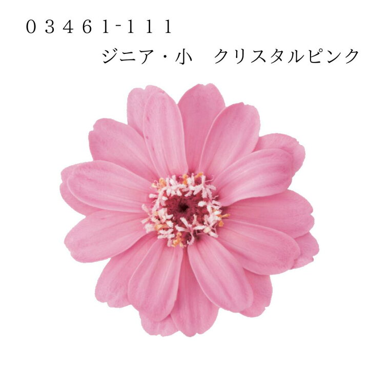 楽天市場】【03461-111 ジニア・小 クリスタルピンク 4988489244077 