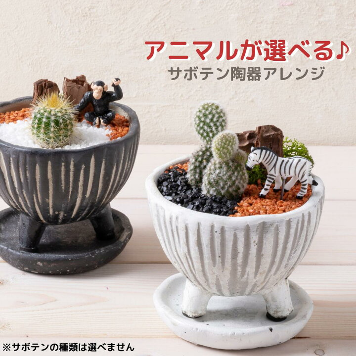 楽天市場 アニマルが選べる サボテン陶器アレンジ プレゼント ギフト プチギフト ギフト 送料無料 サボテン パンダ キリン ゾウ ウサギ ブタ シマウマお祝い 祝い 誕生日 サウンドスパイス 楽天市場店